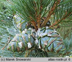 Pinus parviflora Tempelhof