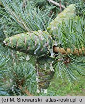 Pinus parviflora Tempelhof