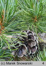 Pinus parviflora Tempelhof