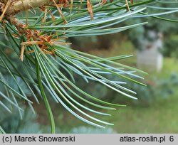 Pinus parviflora Tempelhof