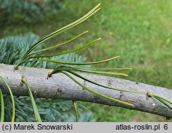 Pinus parviflora Tempelhof