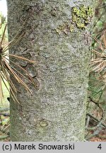 Pinus heldreichii (sosna dalmatyńska)