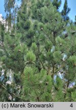 Pinus heldreichii (sosna dalmatyńska)