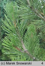 Pinus heldreichii (sosna dalmatyńska)