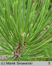 Pinus heldreichii (sosna dalmatyńska)