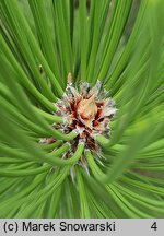 Pinus heldreichii (sosna dalmatyńska)