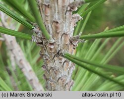 Pinus heldreichii (sosna dalmatyńska)