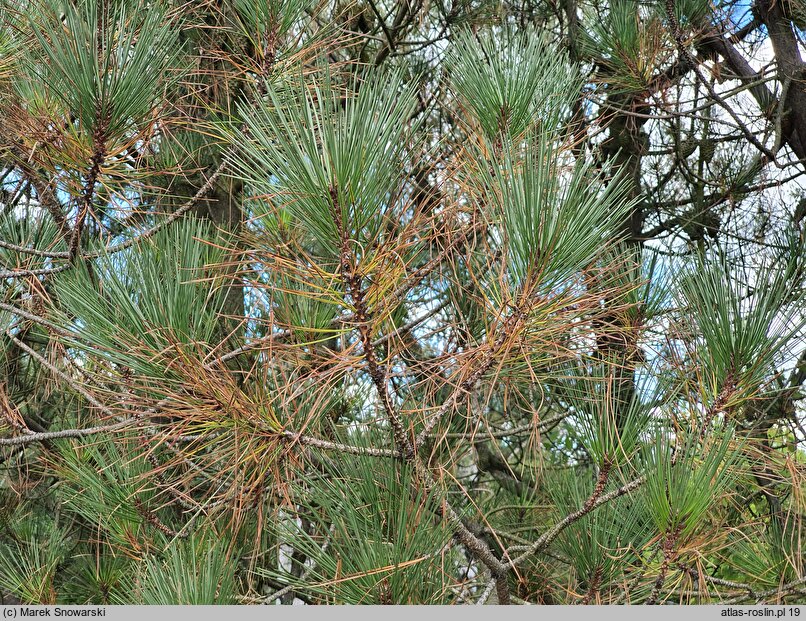 Pinus attenuata (sosna sękata)