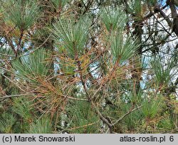 Pinus attenuata (sosna sękata)