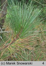 Pinus attenuata (sosna sękata)