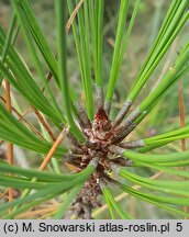 Pinus attenuata (sosna sękata)