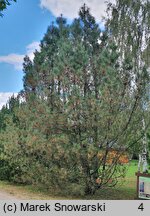 Pinus attenuata (sosna sękata)