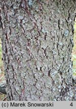 Pinus attenuata (sosna sękata)