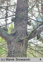 Pinus attenuata (sosna sękata)