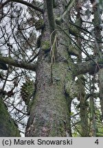 Pinus attenuata (sosna sękata)