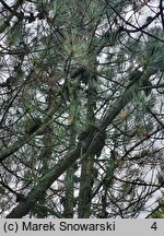 Pinus attenuata (sosna sękata)