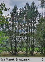 Pinus attenuata (sosna sękata)