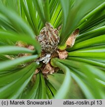 Pinus cembra Fastigiata