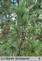Pinus cembra Fastigiata