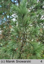 Pinus cembra Fastigiata