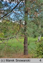 Pinus jeffreyi (sosna Jeffreya)