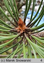 Pinus jeffreyi (sosna Jeffreya)