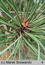 Pinus jeffreyi (sosna Jeffreya)