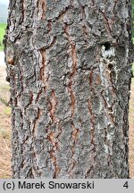 Pinus jeffreyi (sosna Jeffreya)