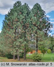 Pinus jeffreyi (sosna Jeffreya)