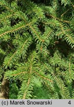 Picea asperata (świerk chiński)