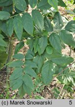 Wisteria brachybotrys (glicynia kwiecista)