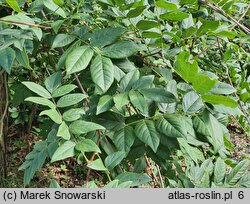 Wisteria brachybotrys (glicynia kwiecista)