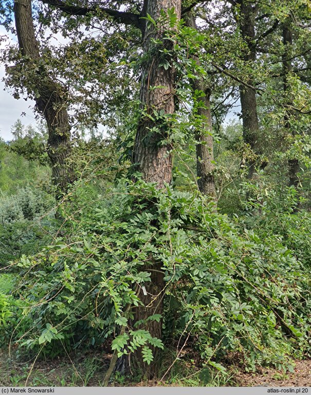 Wisteria brachybotrys (glicynia kwiecista)