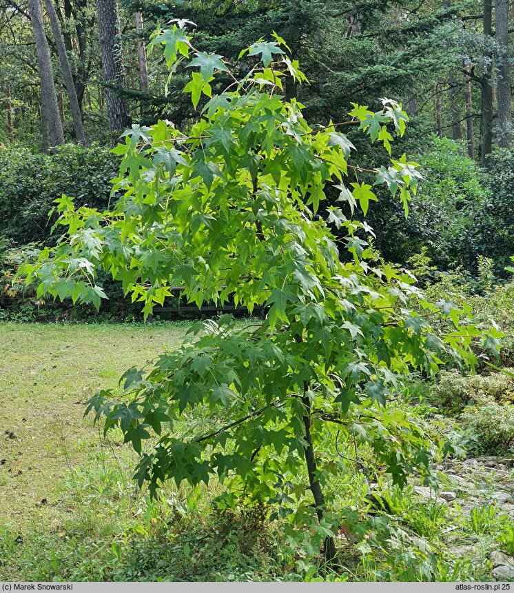 Liquidambar styraciflua Pendula