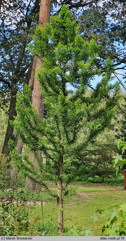 Taxodium distichum Peve Minaret