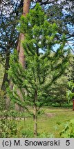 Taxodium distichum Peve Minaret