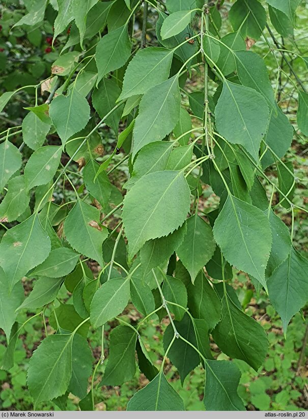 Euonymus maackii Pendulus