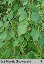 Euonymus maackii Pendulus