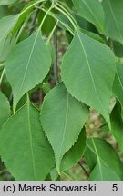 Euonymus maackii Pendulus