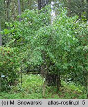 Euonymus maackii Pendulus