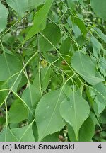 Euonymus maackii Pendulus