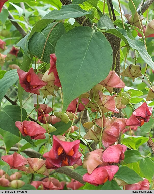 Euonymus sachalinensis (trzmielina sachalińska)