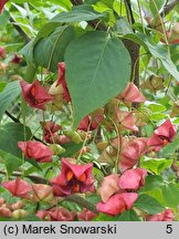 Euonymus sachalinensis (trzmielina sachalińska)