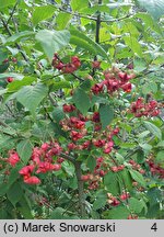 Euonymus sachalinensis (trzmielina sachalińska)