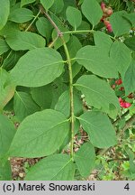 Euonymus sachalinensis (trzmielina sachalińska)