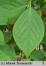 Euonymus sachalinensis (trzmielina sachalińska)