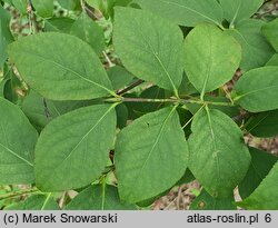 Euonymus sachalinensis (trzmielina sachalińska)