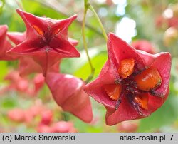 Euonymus sachalinensis (trzmielina sachalińska)