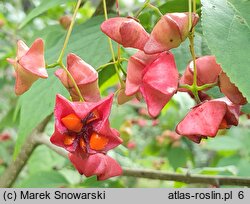 Euonymus sachalinensis (trzmielina sachalińska)