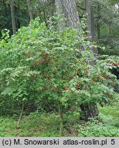 Euonymus sachalinensis (trzmielina sachalińska)